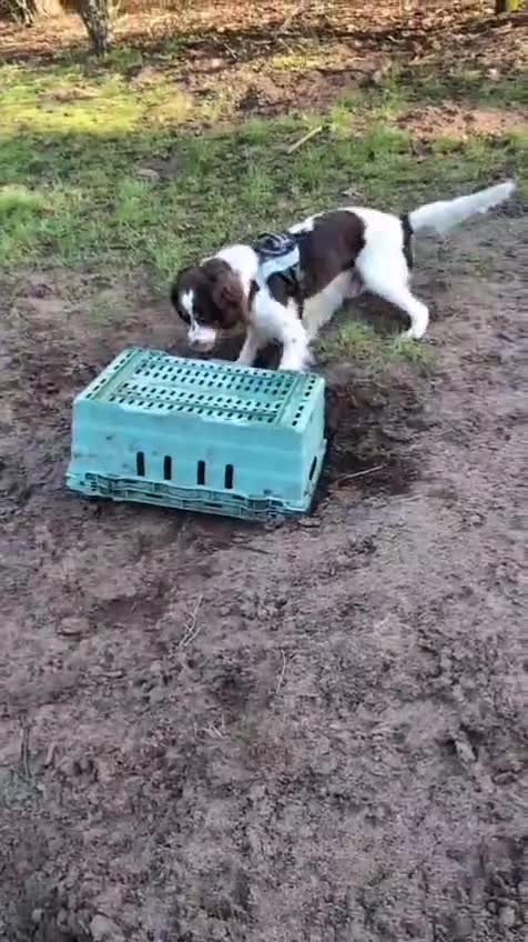 Mixed Breed dogs for adoption: 💙TOMMY💙ALL HEART, ALL ENERGY, NEEDS GUIDANCE in High Peak - Video 2