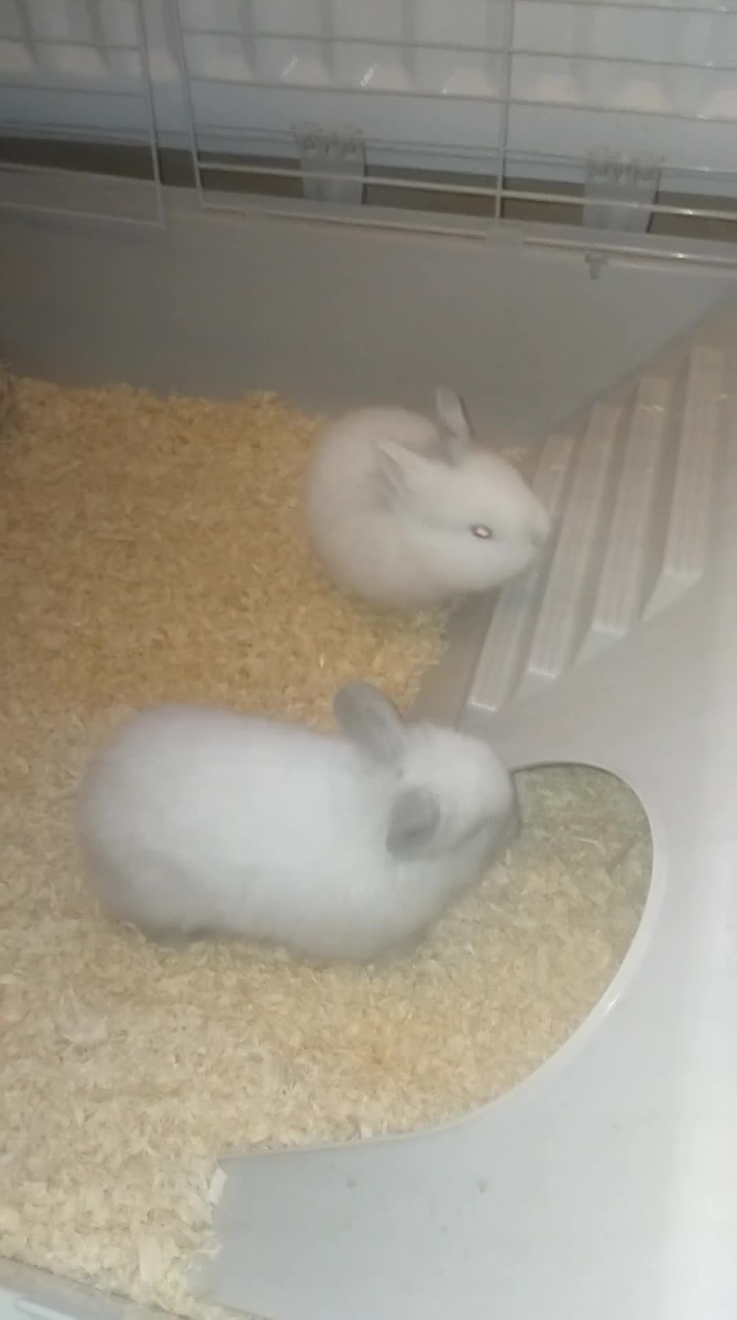 Mini Lion Lop rabbits for sale: Mini lop merl female rabbit  - Video 4