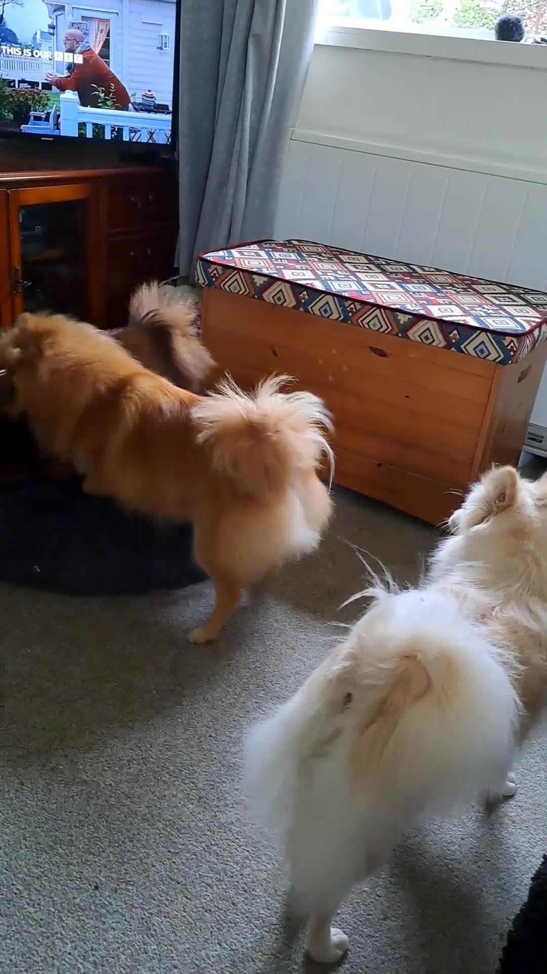 Pomeranian dogs for sale: Stunning pomeranian - Video 1