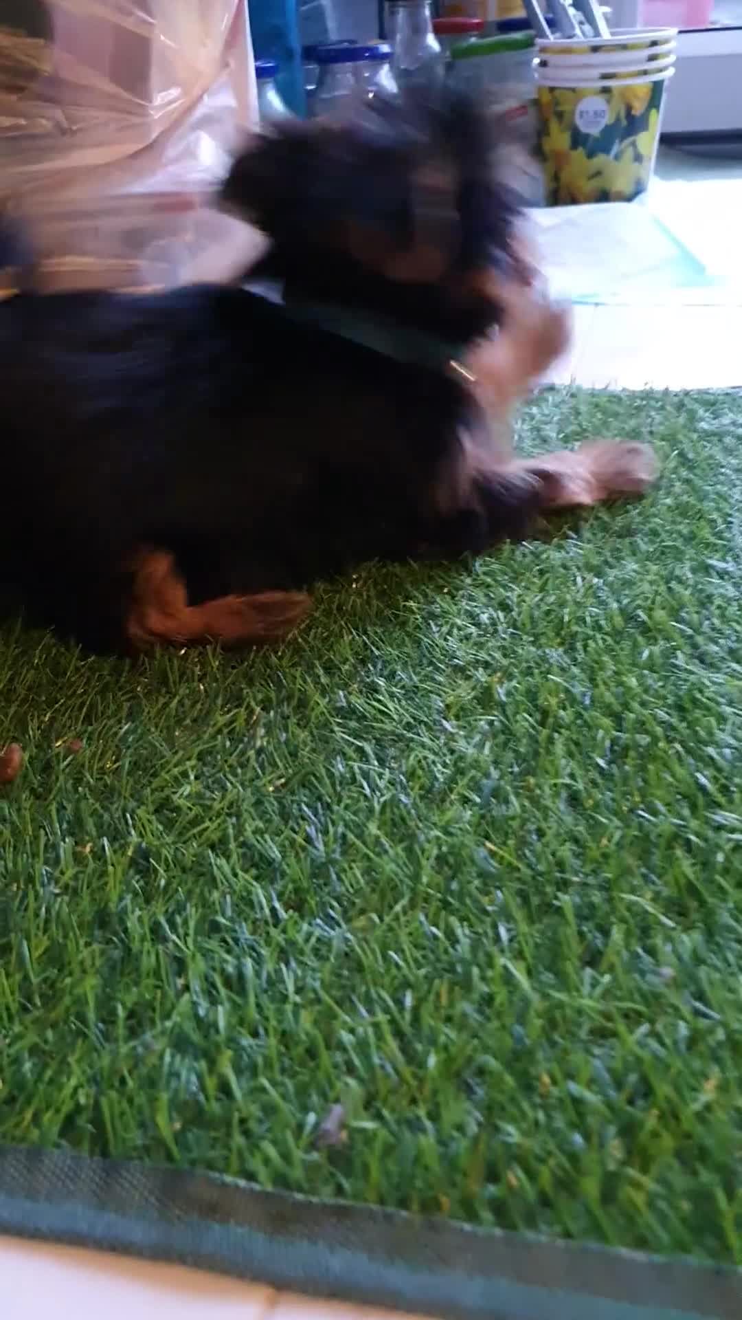 Yorkshire Terrier dogs for sale: Beautiful, pure breed Yorkshire terrier  - Video 2