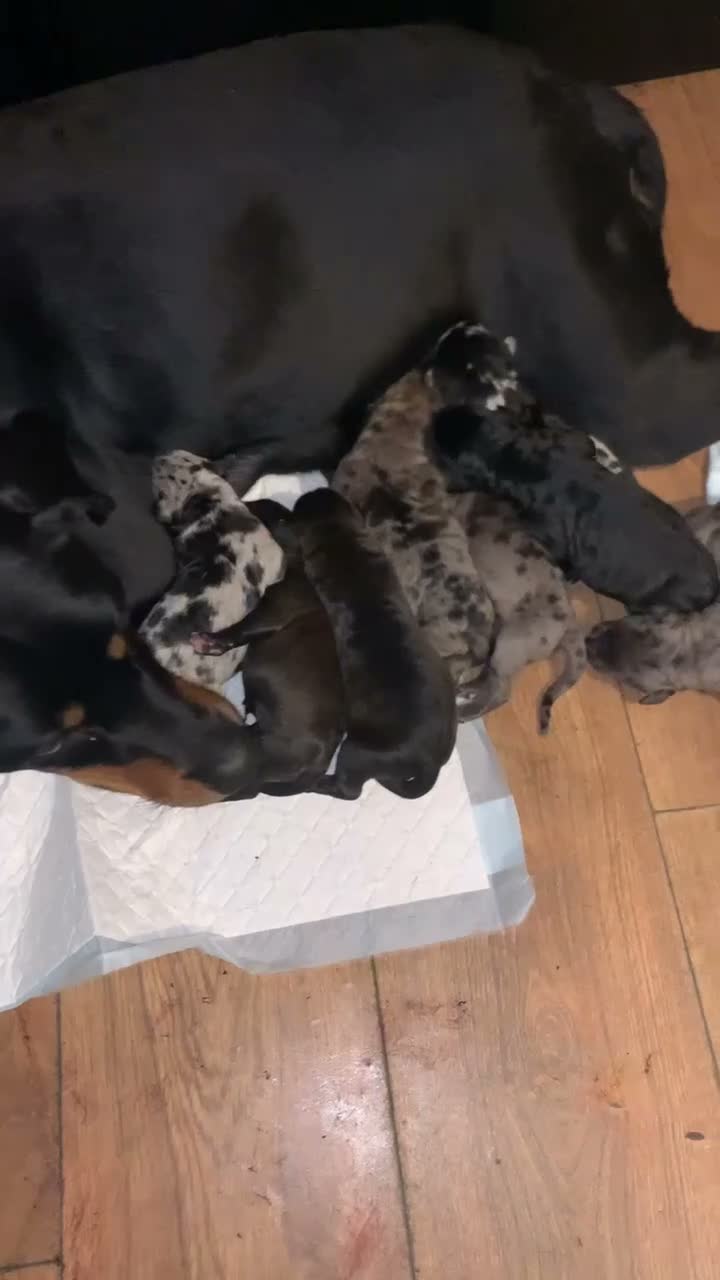 Mixed Breed dogs for sale: Doberman/Staffordshire bull terrier  in Kenley - Video 1