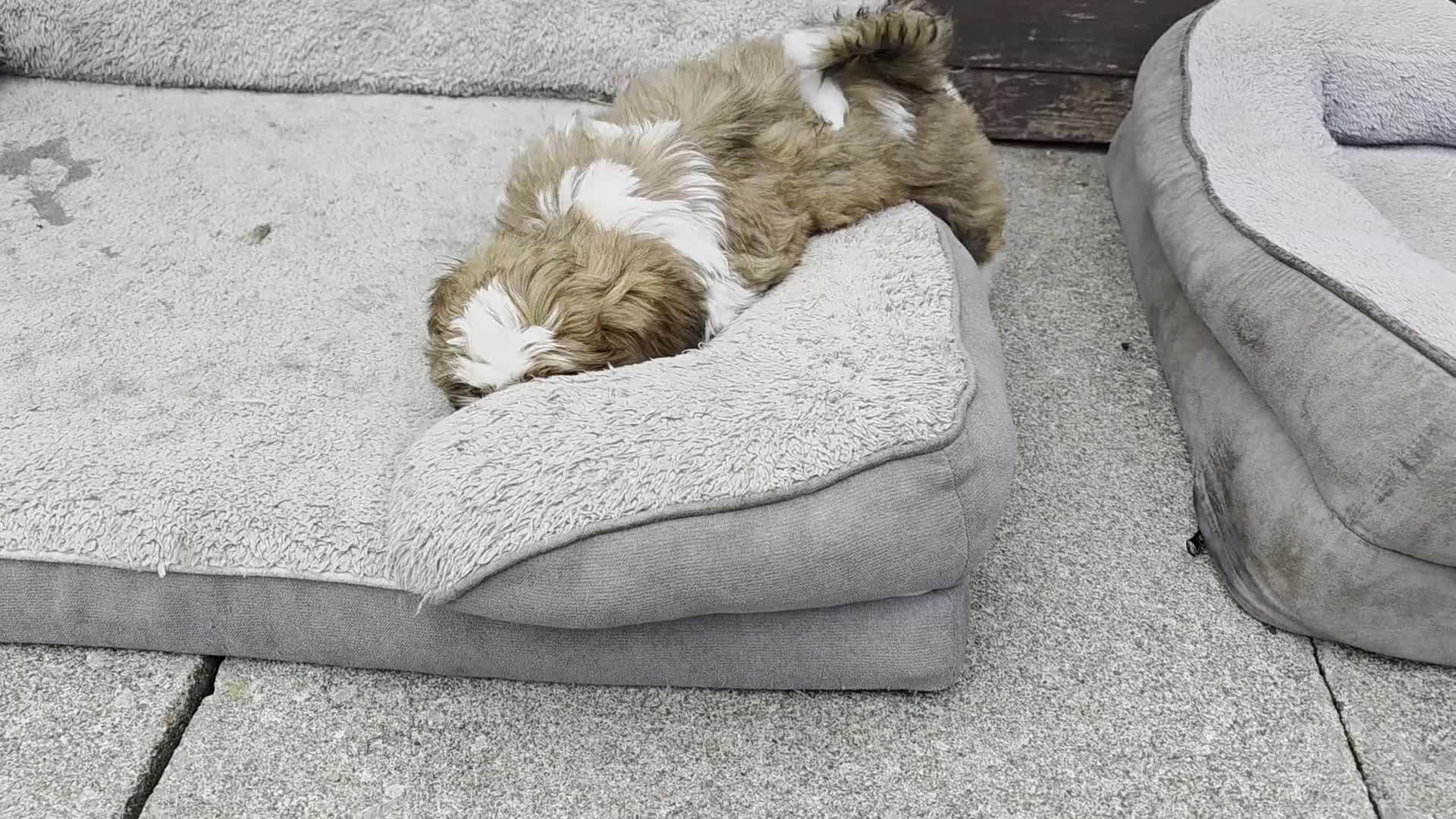 Shih Tzu dogs for sale: SHIH TZU PUPPY BOY LIVER GENE KC REG  - Video 2