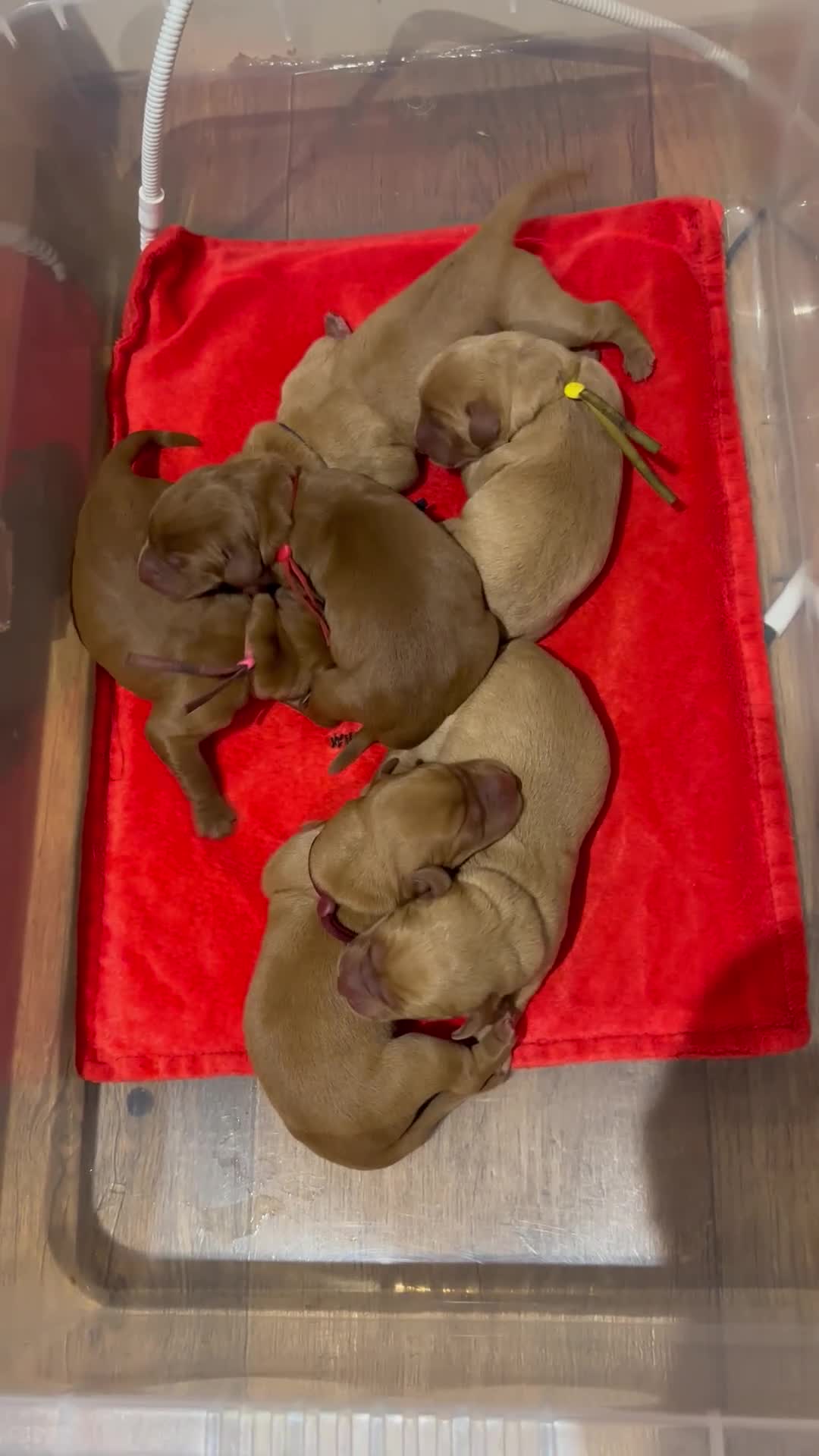 Labrador Retriever dogs for sale: Outstanding quality dark fox red Labrador pups - Video 1