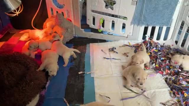 Golden Retriever dogs for sale: Gorgeous KC Registered Goldies. 5 Star Reg.Breeder - Video 3