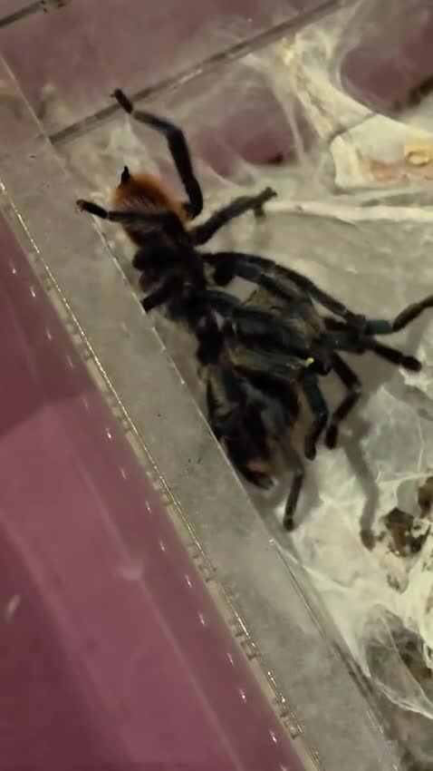 Tarantulas invertebrates for sale: Tarantula list - Video 1