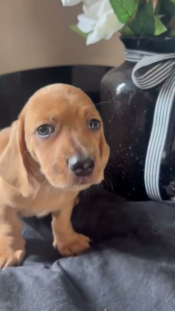 Dachshund dogs for sale: Unreal dachshund pups  - Video 1
