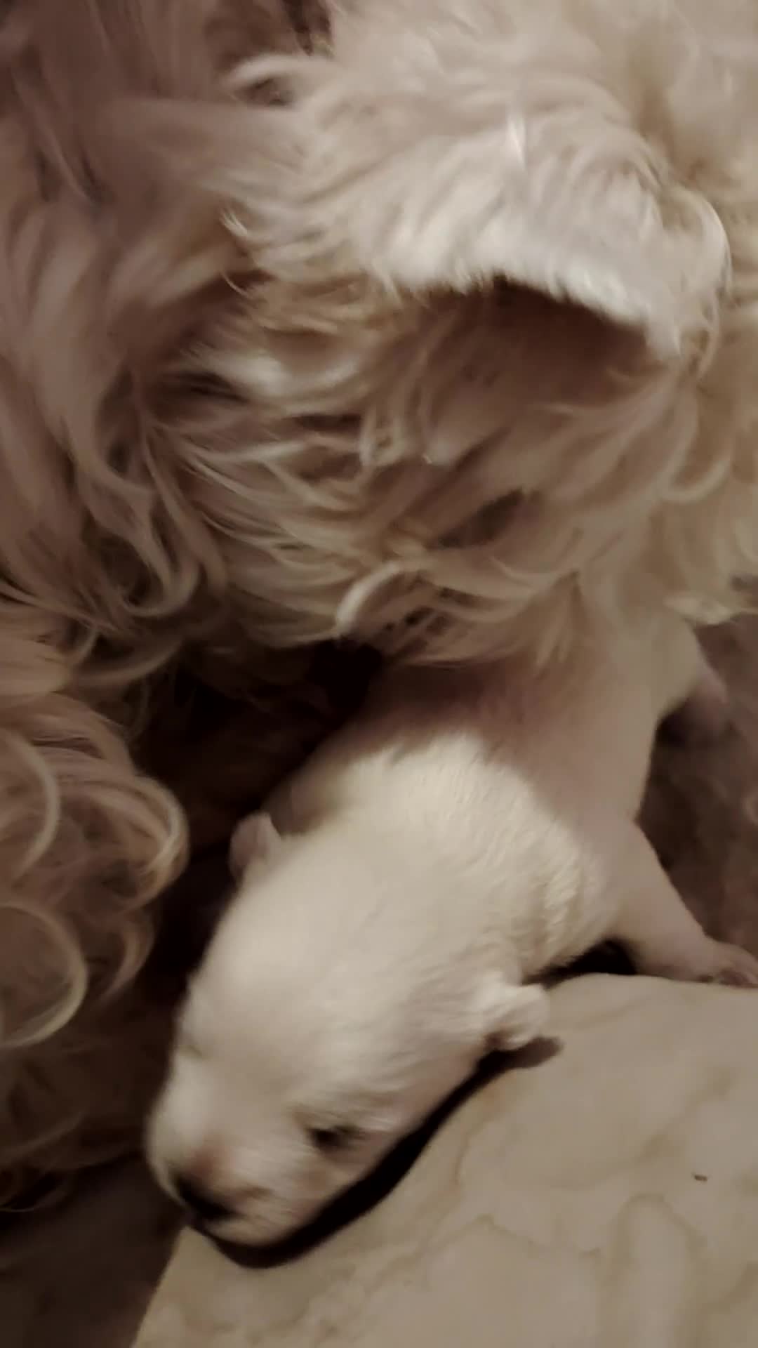 West Highland Terrier dogs for sale: West highland terrier puppies pedigree kc reg - Video 1