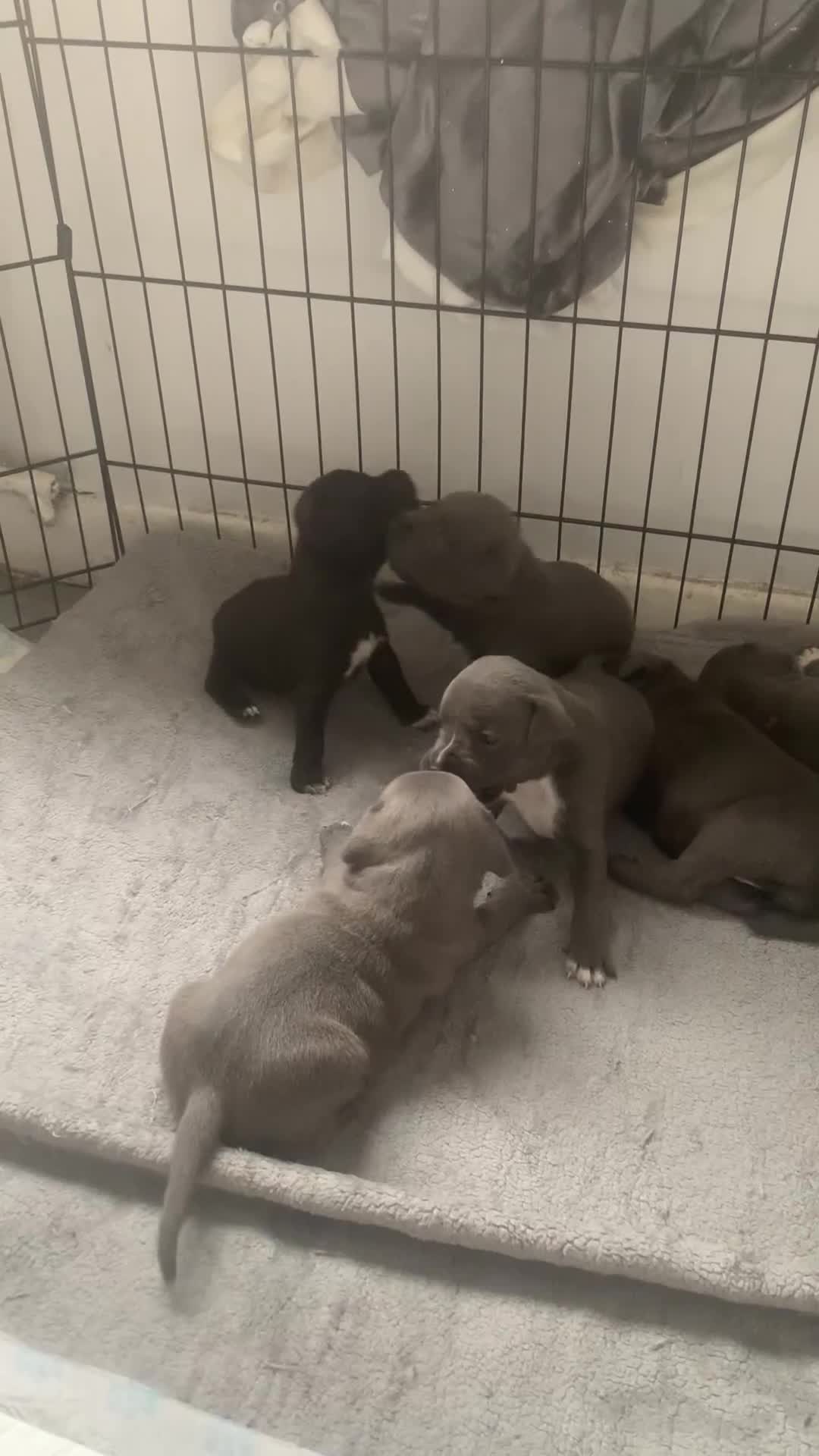 Staffordshire Bull Terrier dogs for sale: Staffordshire bull terrier puppies - Video 1