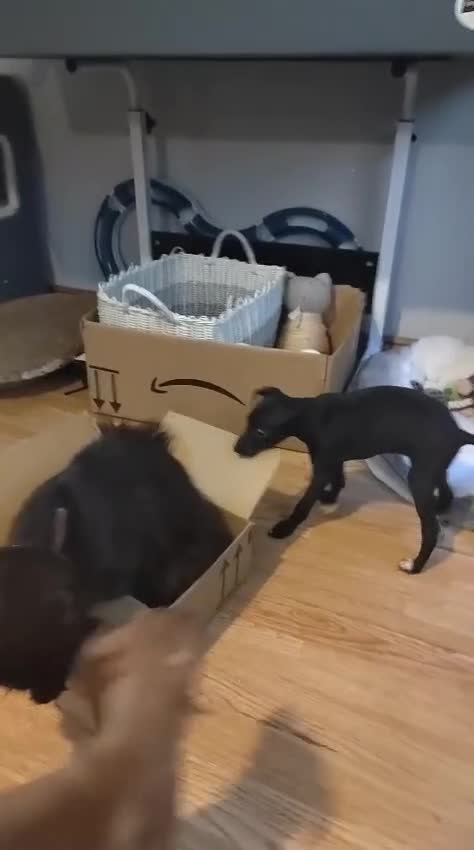 Italian Greyhound dogs for sale: Sold pending collection  - Video 2