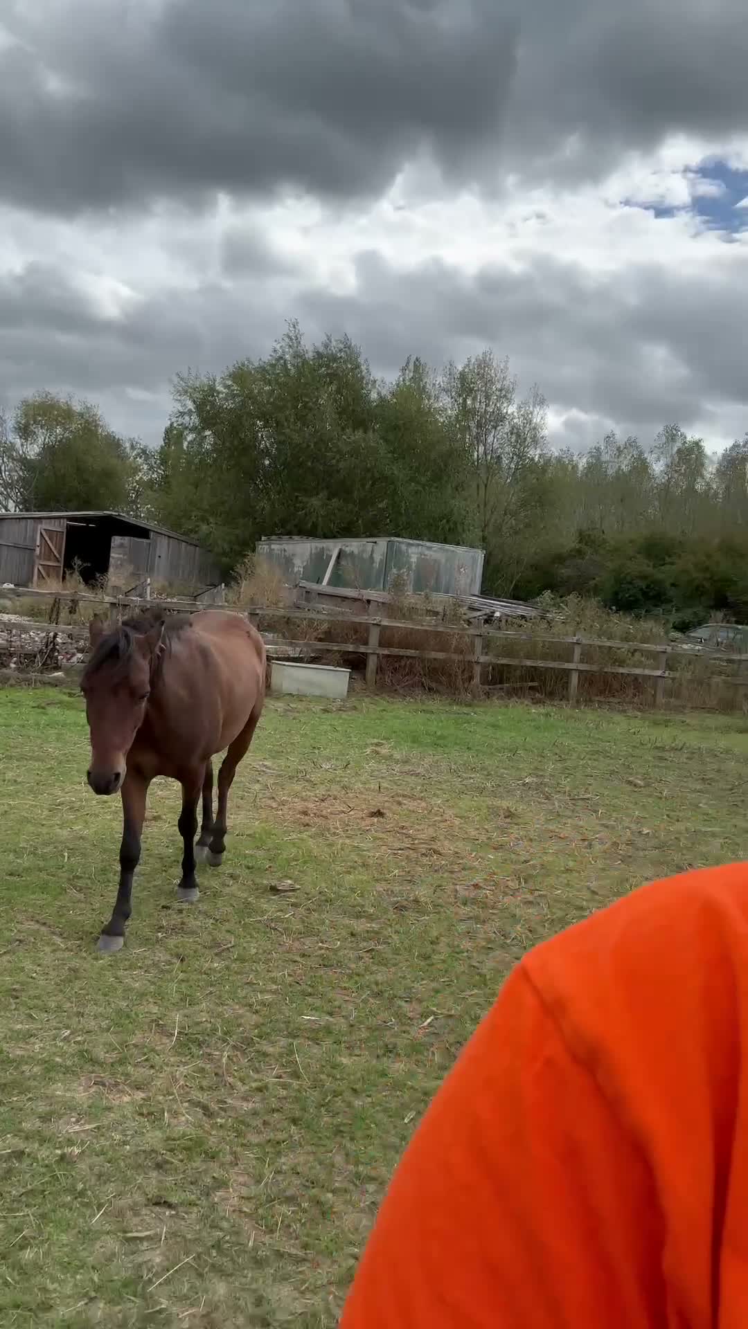 Caspian horse horses for sale: Ant (Rudaki Anthony) in Evesham - Video 4