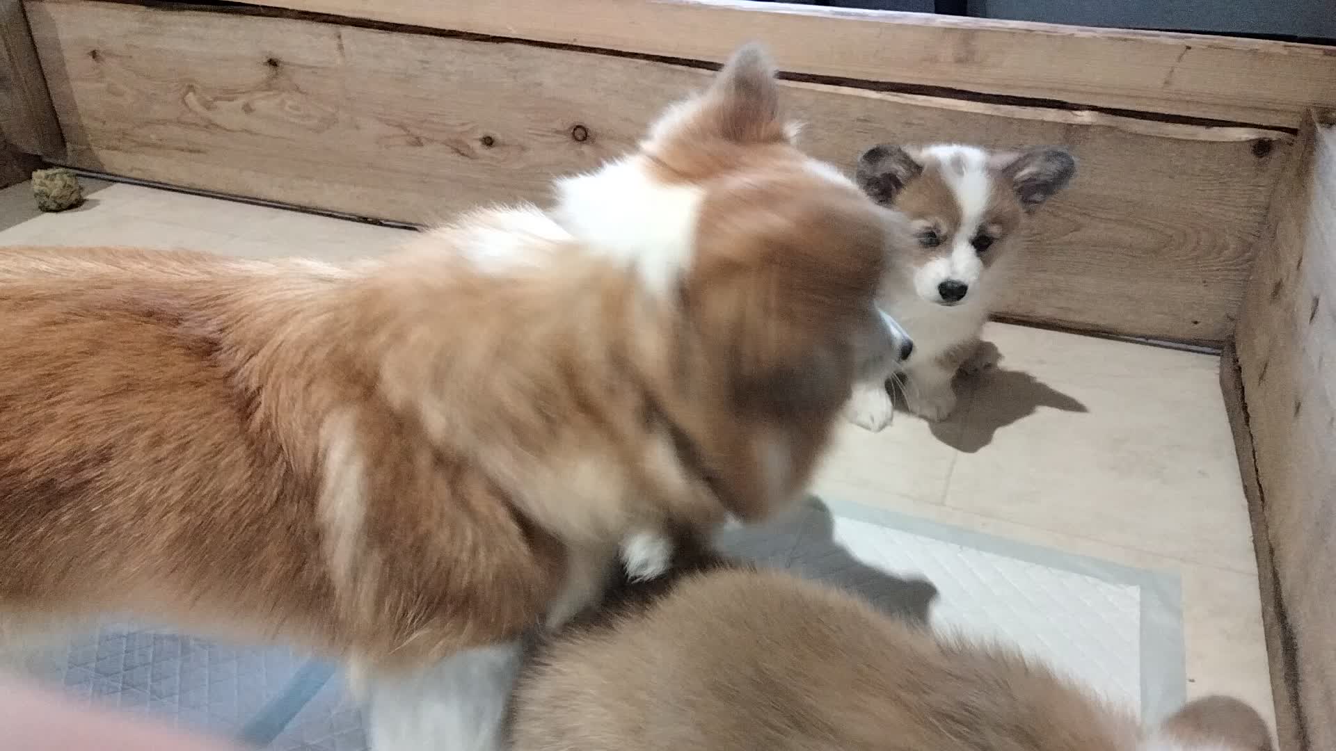 Welsh Corgi Pembroke dogs for sale: Beautiful Pedigree Red & White corgi pups  - Video 1