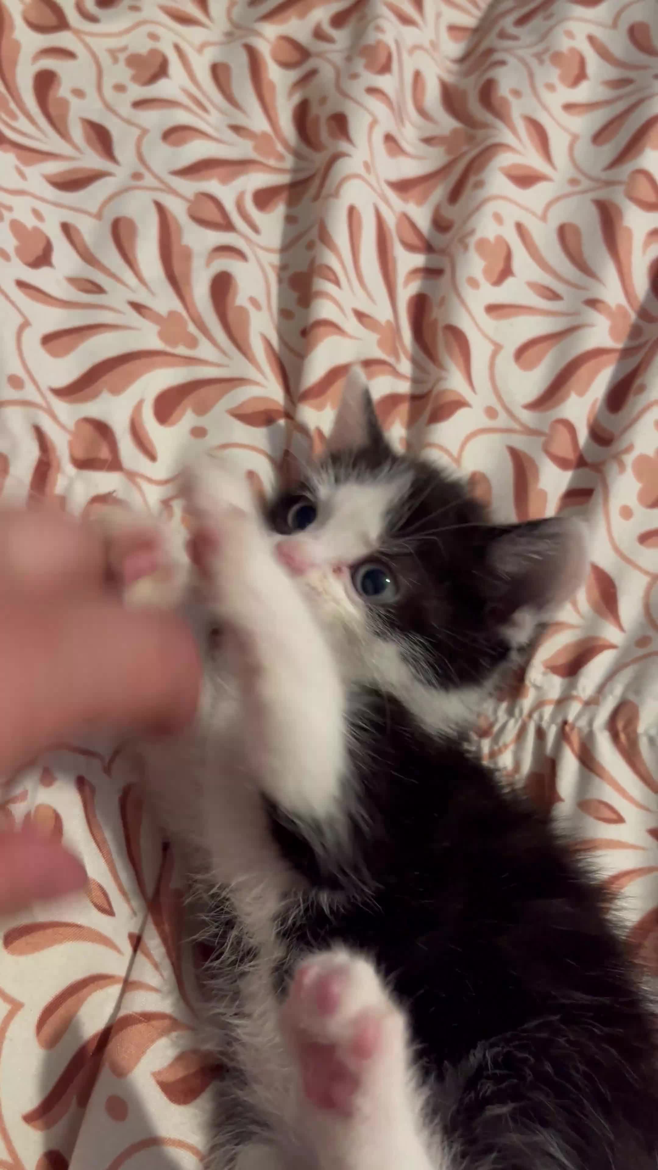 Mixed Breed cats for sale: Stunning Bengal & Tabby Male Kittenswith Blue eyes - Video 2