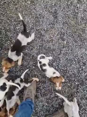 Mixed Breed dogs for sale: Litter of 8 beagle puppies  in Kilmarnock - Video 1