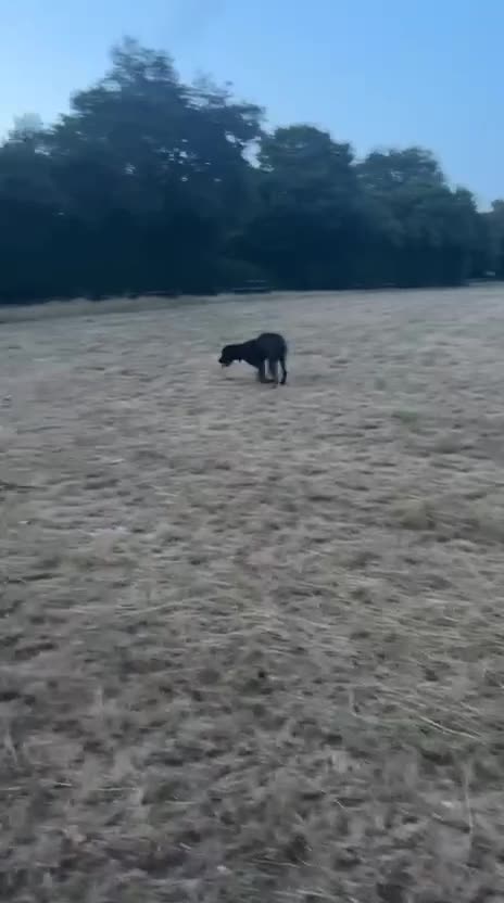 Mixed Breed dogs for sale: Dog for rehoming  - Video 1