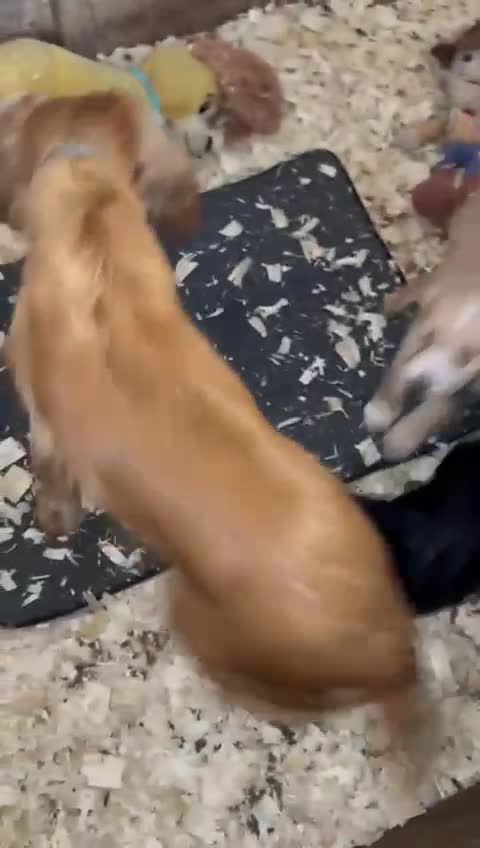 Cockapoo dogs for sale: Ready to leave  - Video 1