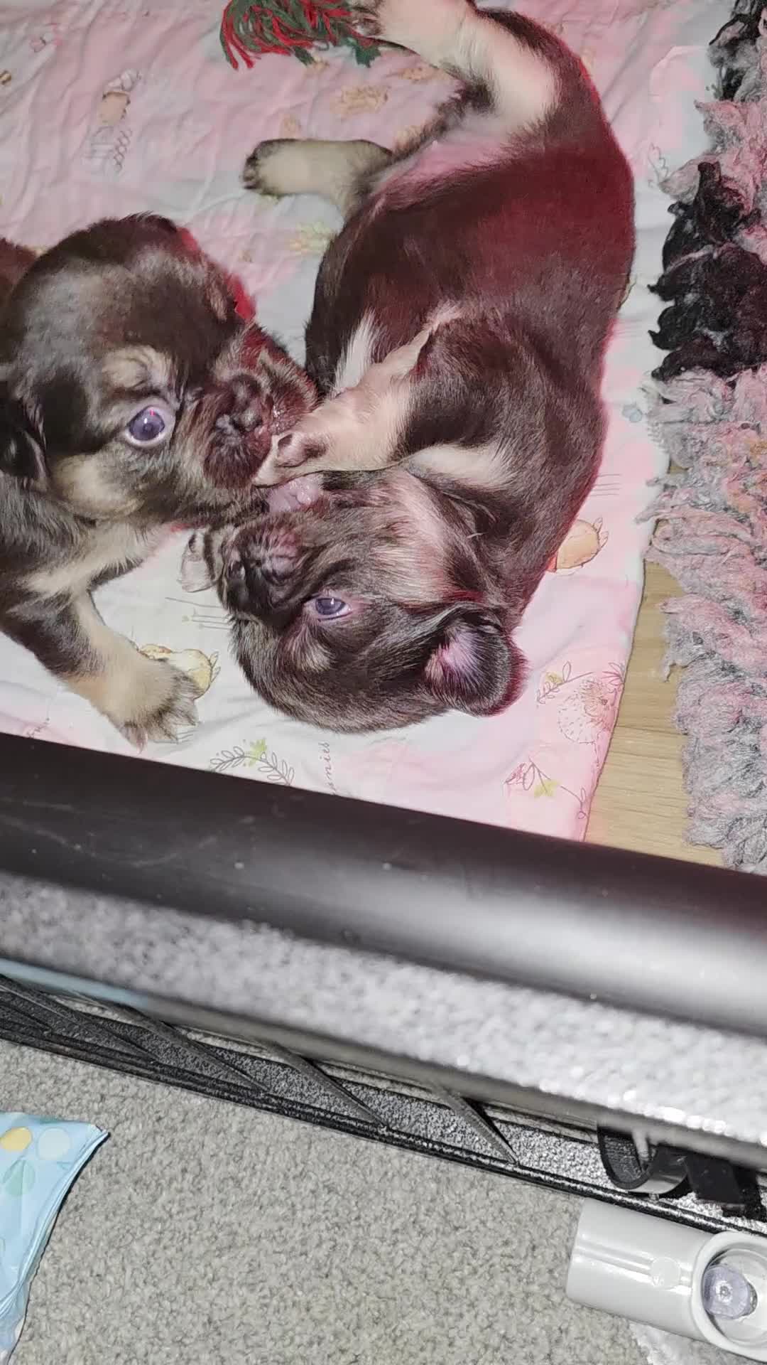 French Bulldog dogs for sale: HIGH QUALITY FLUFFY FRENCHIES  - Video 3