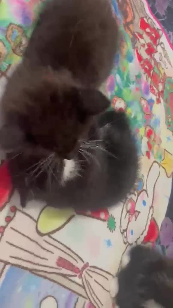 Mixed Breed cats for sale:  kittens 😸  - Video 2