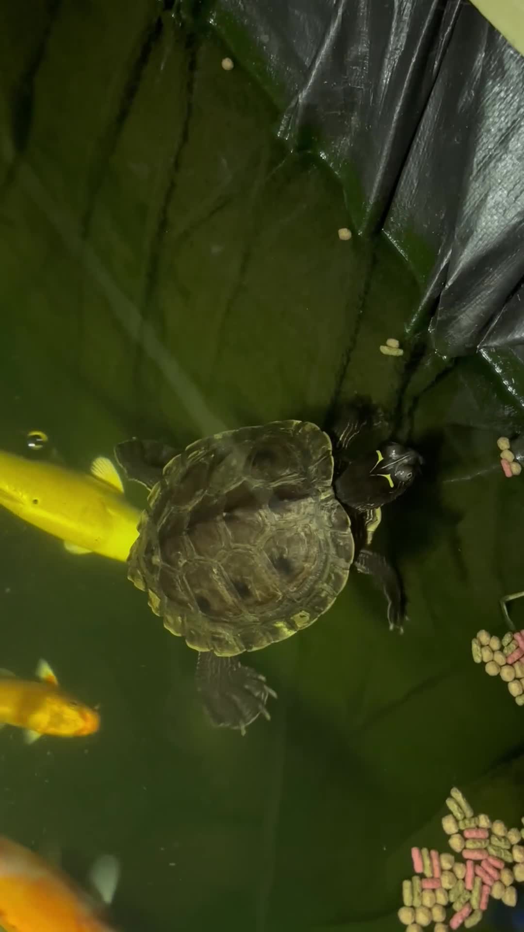 Turtle reptiles for sale: False map turtle  - Video 1