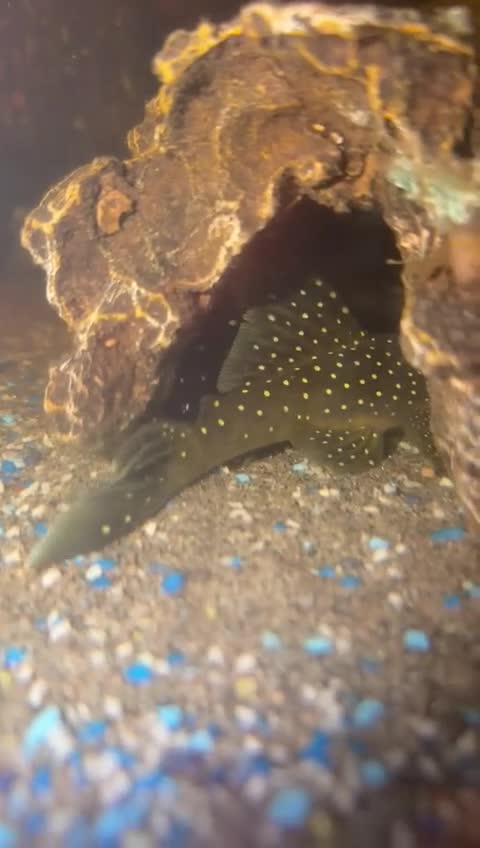 Cichlids fish for sale: Cichlids and Pleco  - Video 2