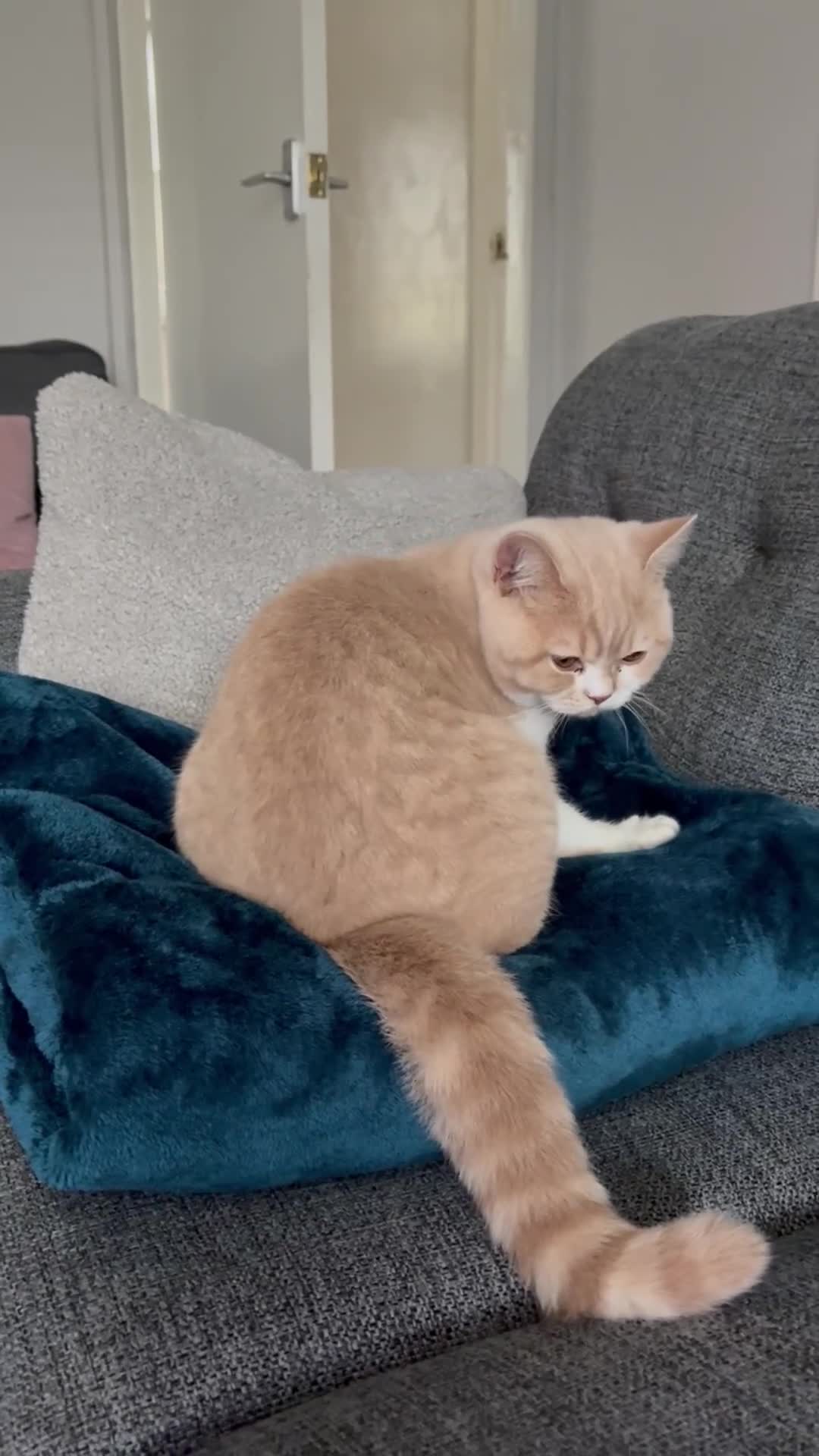 British Shorthair cats for sale: British bicolour shorthaired boy named ‘Biscuit’. - Video 1