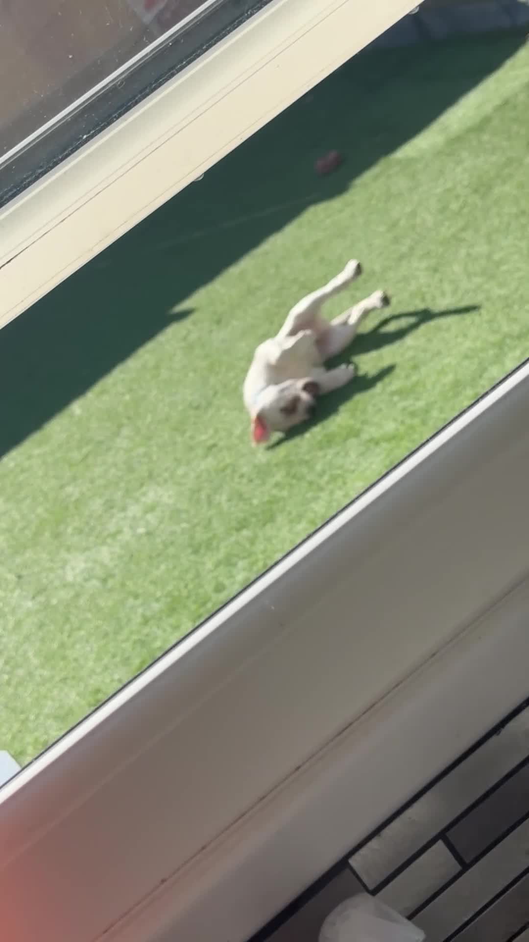 Mixed Breed dogs for sale: German sheppard mixed  - Video 2