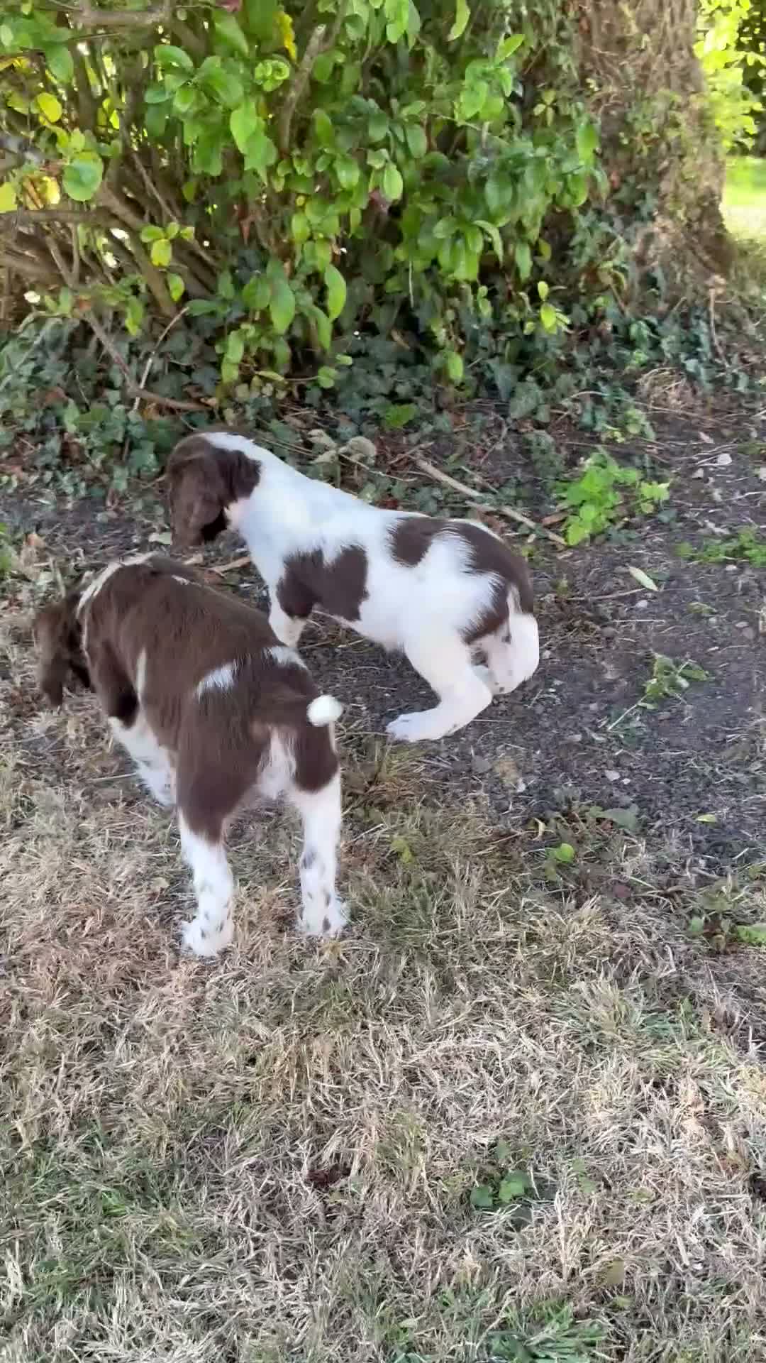 English Springer Spaniel dogs for sale: Very Well Bred Male Springer Spaniels - Video 3