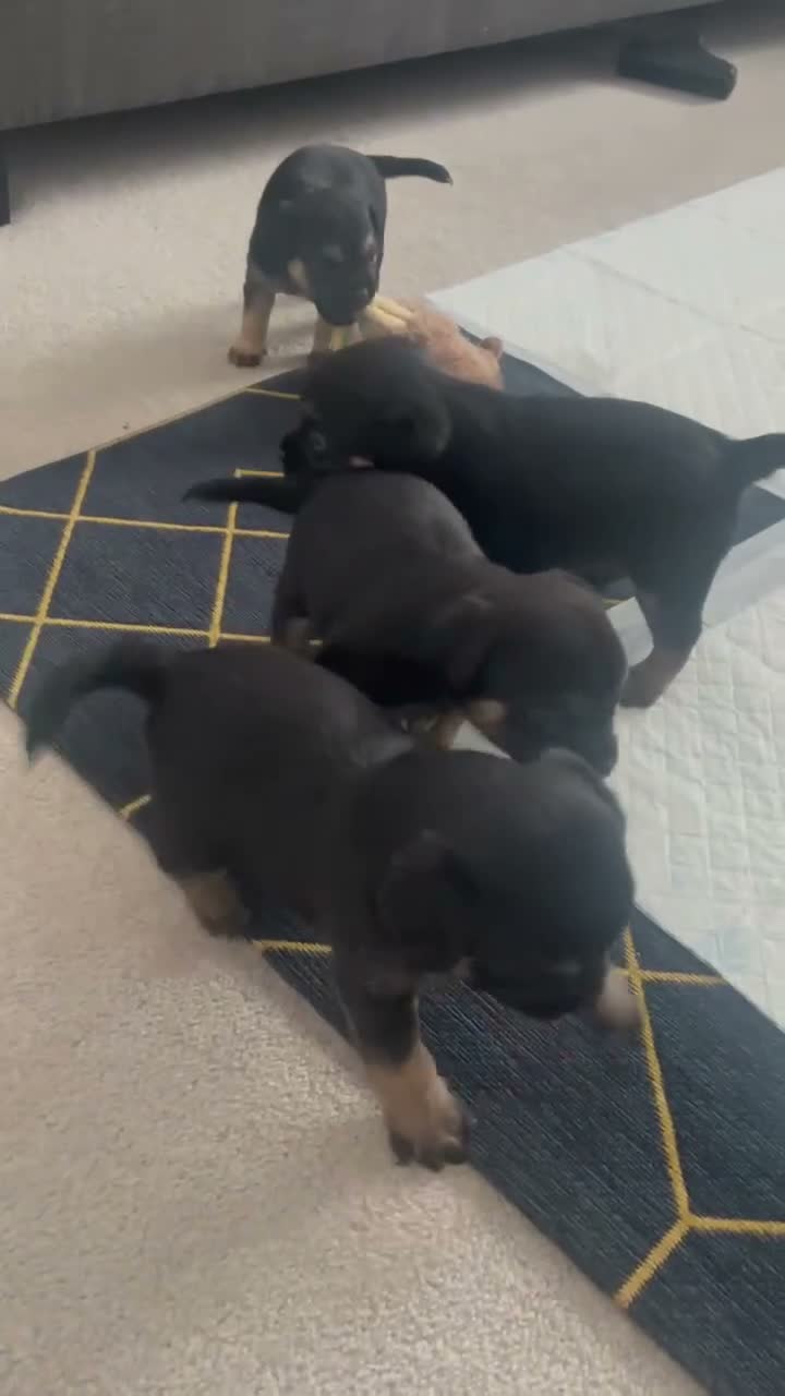 Border Terrier dogs for sale: Kc registered border terrier pups for sale  - Video 2