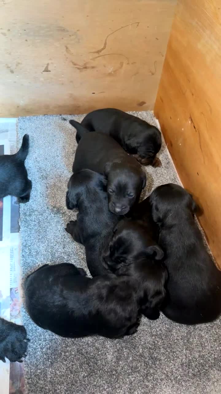 Patterdale Terrier dogs for sale: 3 patterdale terriers puppies available  - Video 2