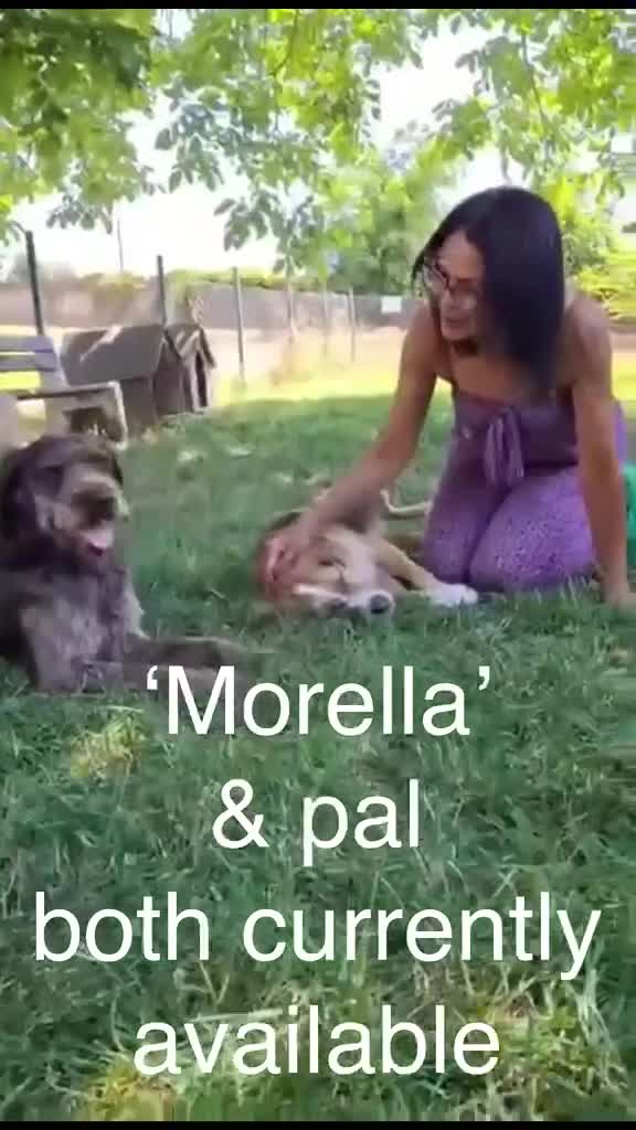 Mixed Breed dogs for adoption: Morella, 5 yrs approx. Is reserved - Video 1
