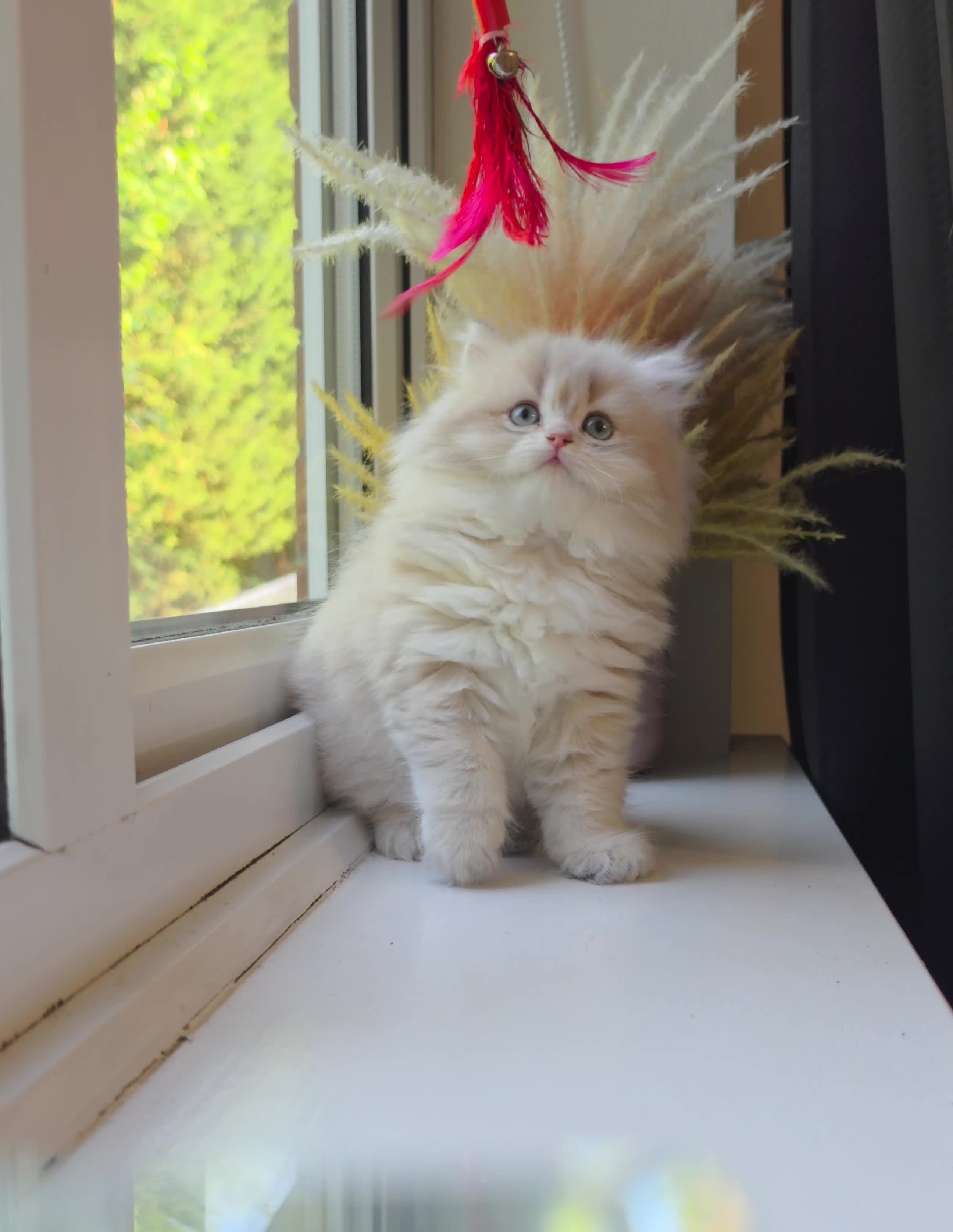 British Longhair cats for sale: Rare Blue Golden British Longhair Girl | GCCF - Video 1