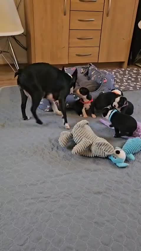 Boston Terrier dogs for sale: Boston Terrier 5* puppies - Video 3