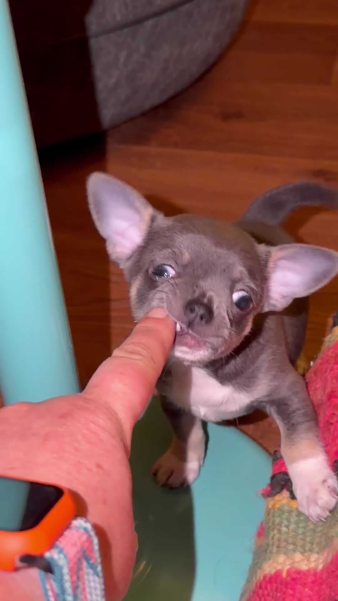 Chihuahua dogs for sale: Adorable blue/liac chihuahua pure pups  - Video 1