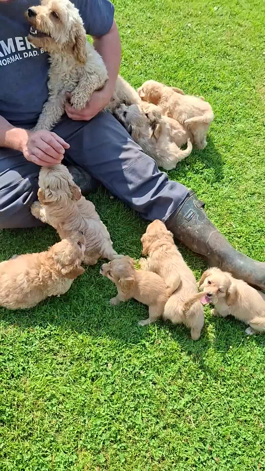 Cavapoochon dogs for sale: Gorgeous Cavapoochon Puppies  - Video 1