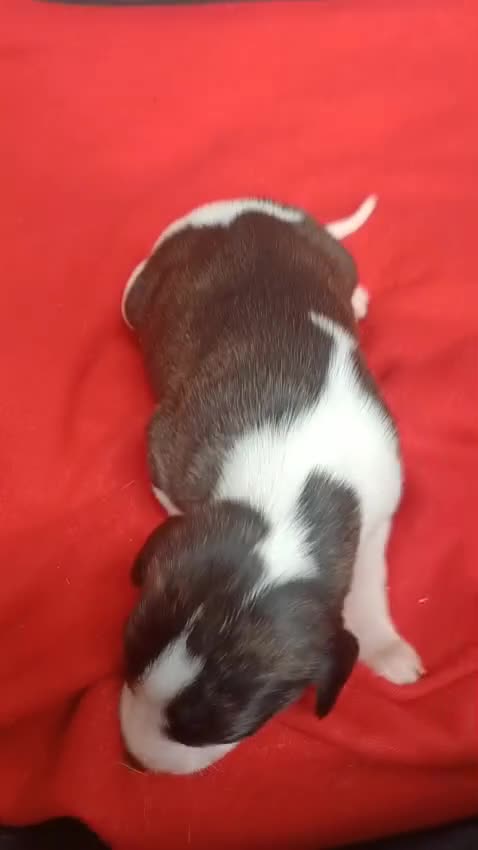Whippet dogs for sale: KC HEART AND HEALTH TESTED WHIPPETS - Video 1