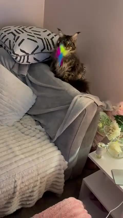 Maine Coon cats for sale: XL Russian Maine Coon Male - Video 1