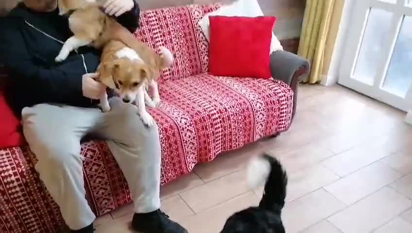 Mixed Breed dogs for adoption: ❤️MEYA & KALLIE❤️-SMALL SISTERS SEEK A KIND HOME - Video 5