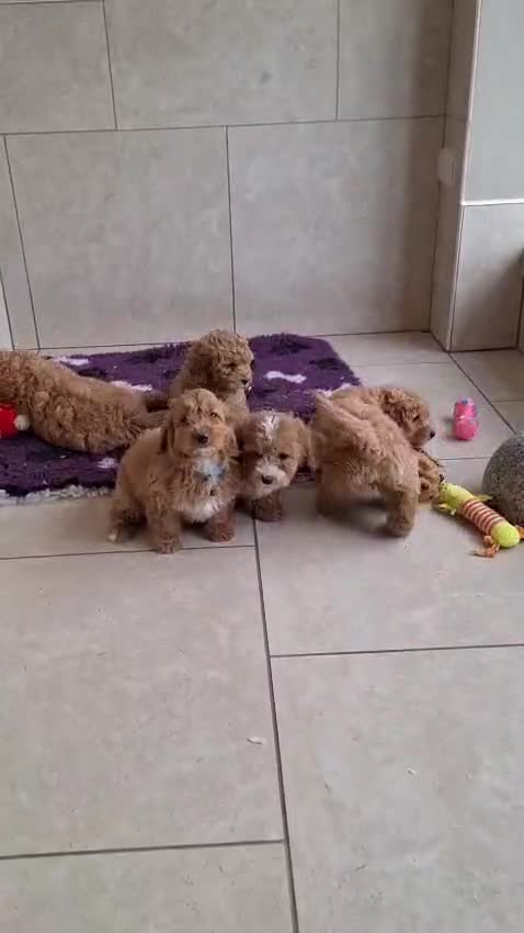 Cavapoochon dogs for sale: Beautiful Cavapoochons puppies - Video 1