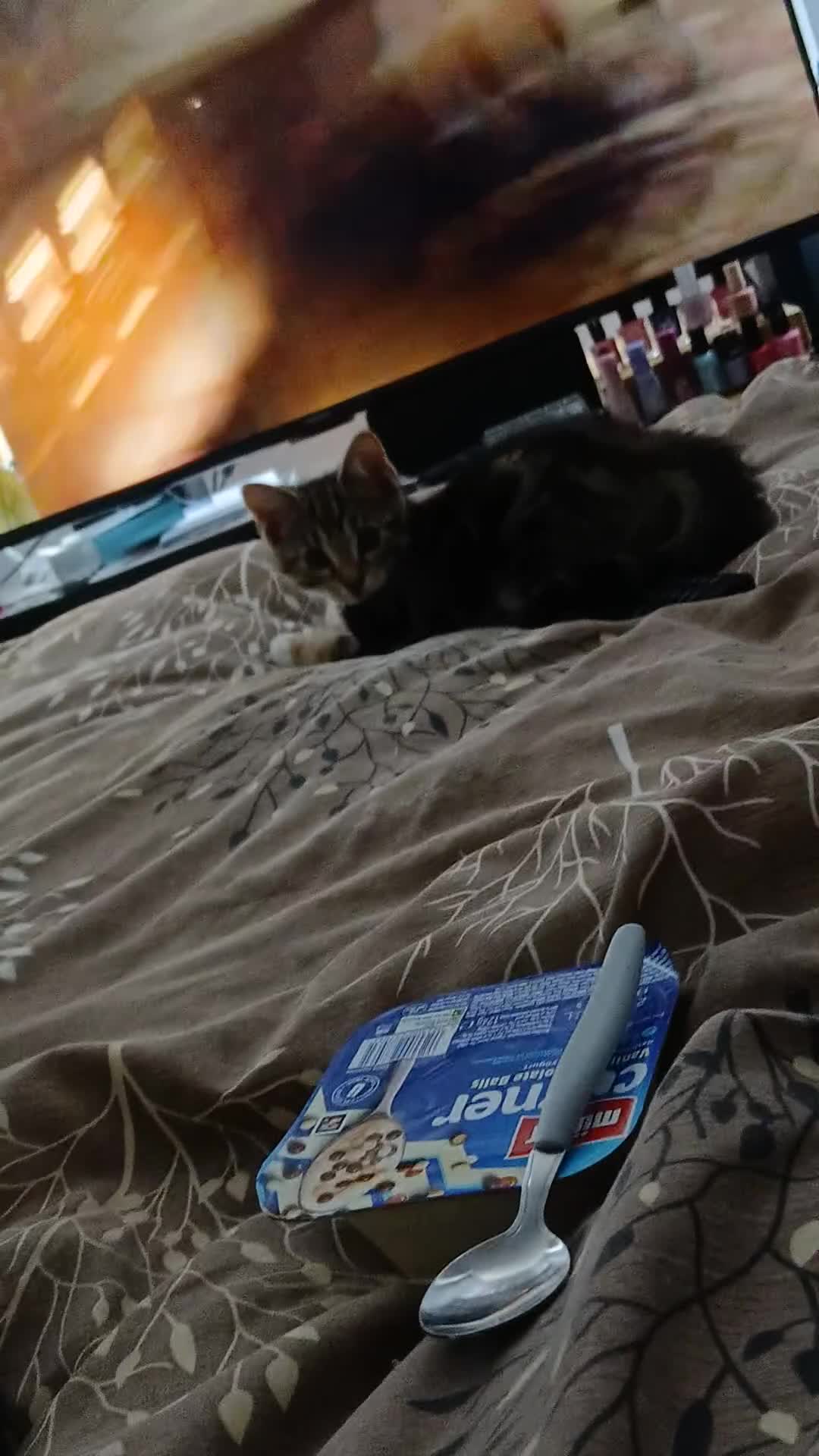 Bengal cats for sale: Bengal cross tabby - Video 2
