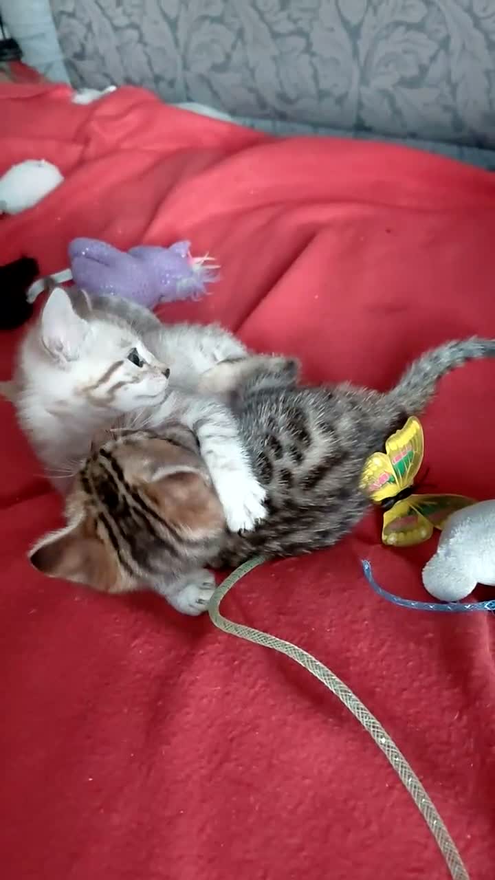 Bengal cats for sale: Pure Bengal kittens for sale - Video 3