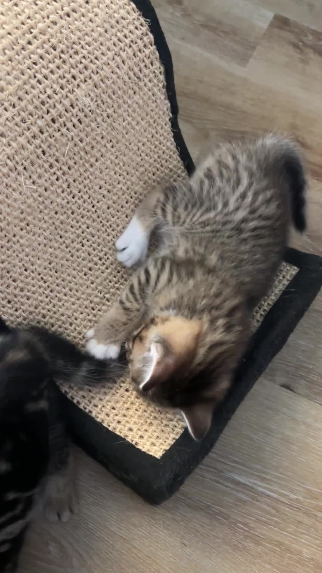 Mixed Breed cats for sale: Gorgeous tabby kittens  - Video 2