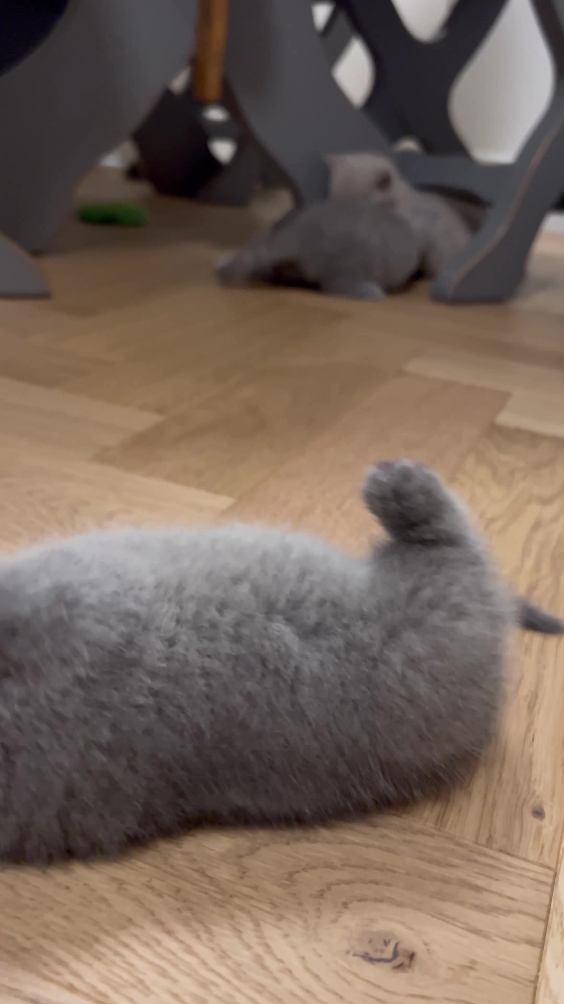 British Shorthair cats for sale: Charming GCCF British Shorthair Kittens 🐈‍⬛  - Video 3
