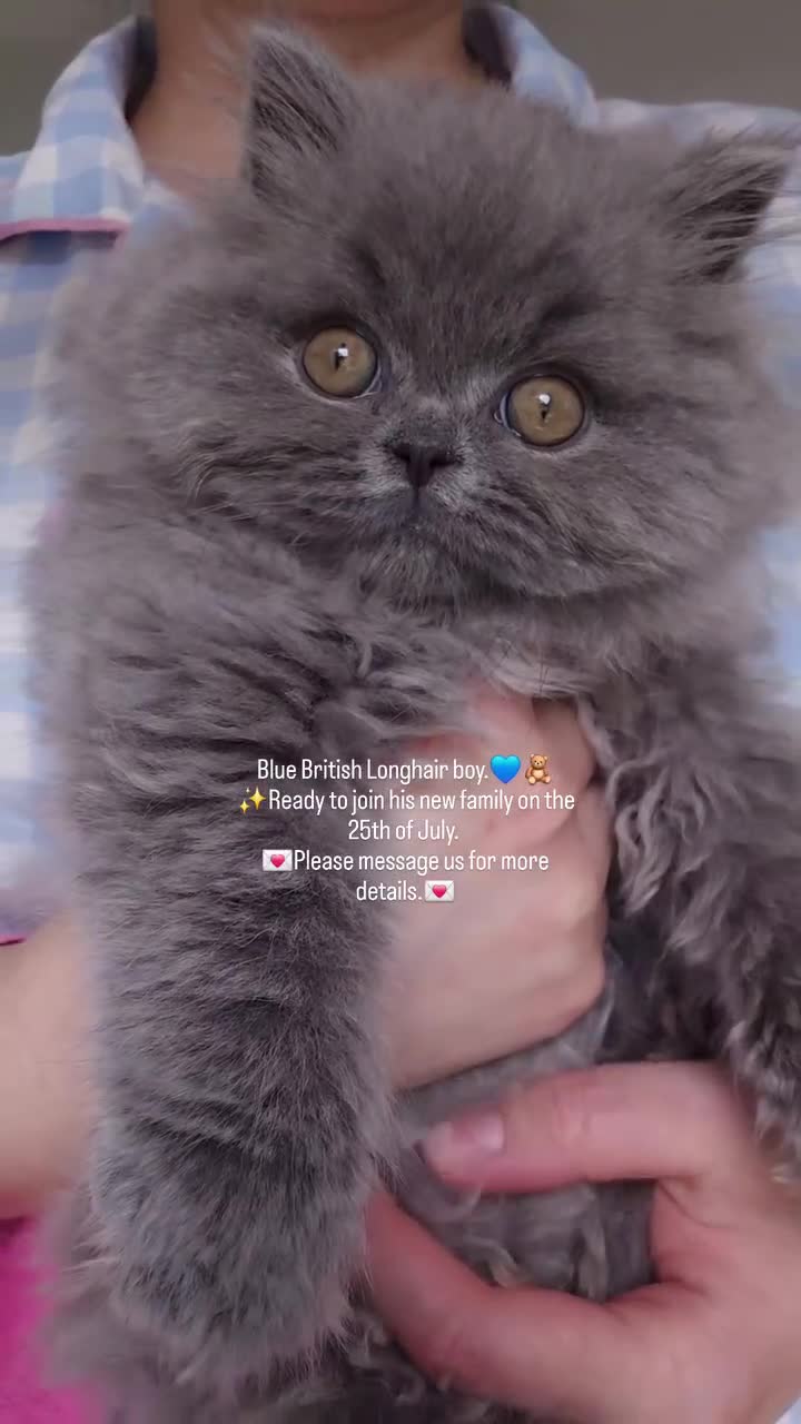 British Shorthair cats for sale: ✨️READY NOW🚗FREE DELIVERY! - Video 4