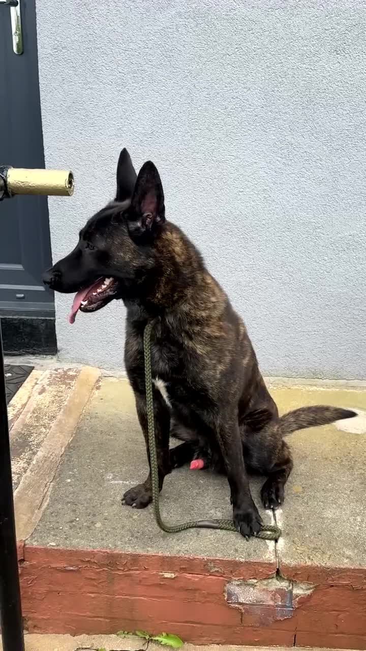 Belgian Shepherd Dog dogs for sale: 15 Month Male Dutch Shepherd - Video 1