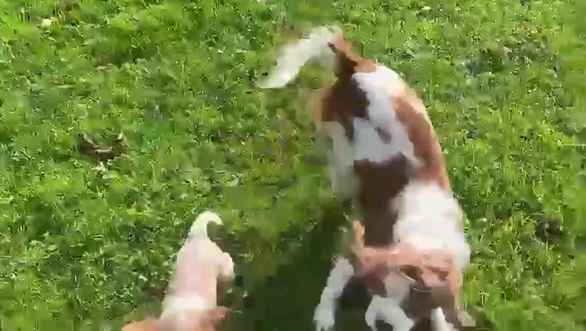 Cavalier King Charles Spaniel dogs for sale: Beautiful Cavalier King Charles KC Registered Pups - Video 2