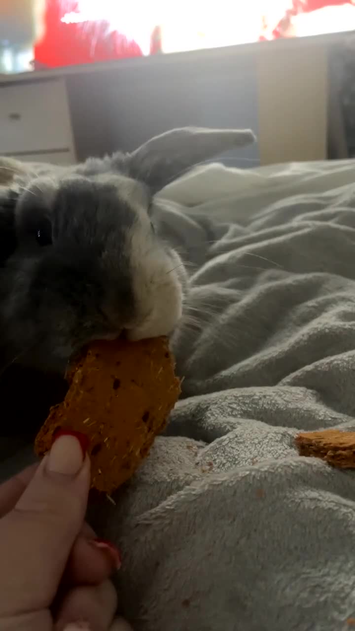 Mixed Breed rabbits for sale: Bugsy  - Video 2