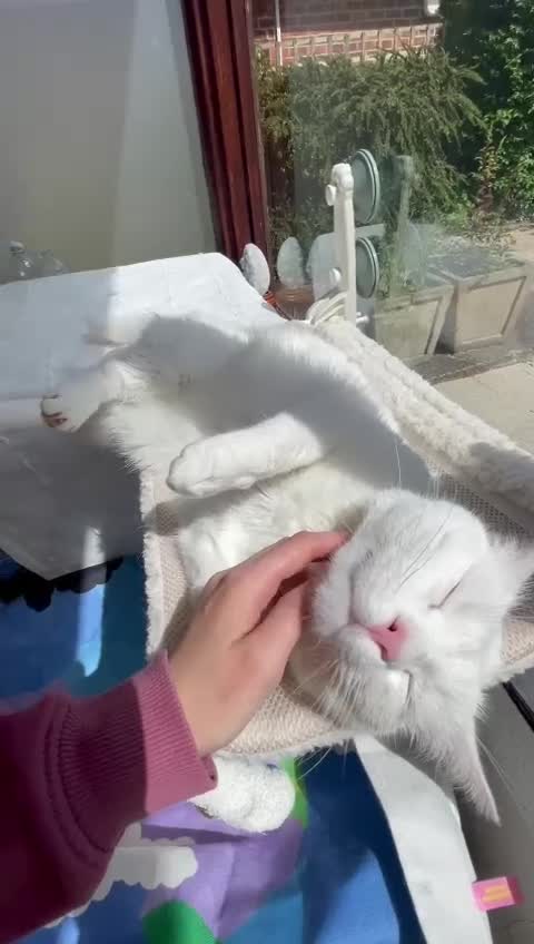 Persian cats for adoption: PRINCESS IS A CAT THAT WANT CUDDLES ALL DAY LONG ! - Video 1