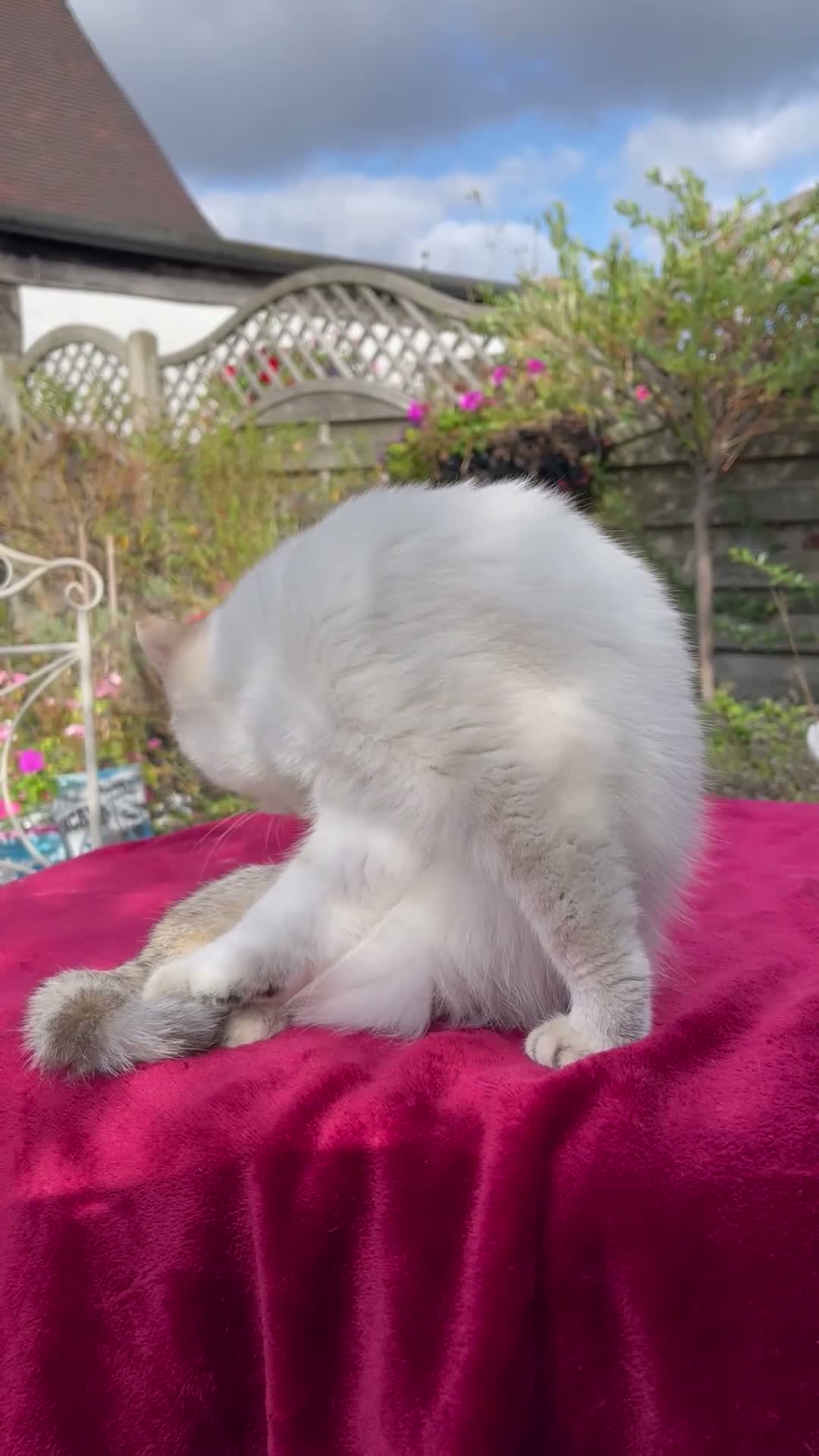 British Shorthair cats for sale: Blue Golden Golden CPT & Silver Tipped - Video 2