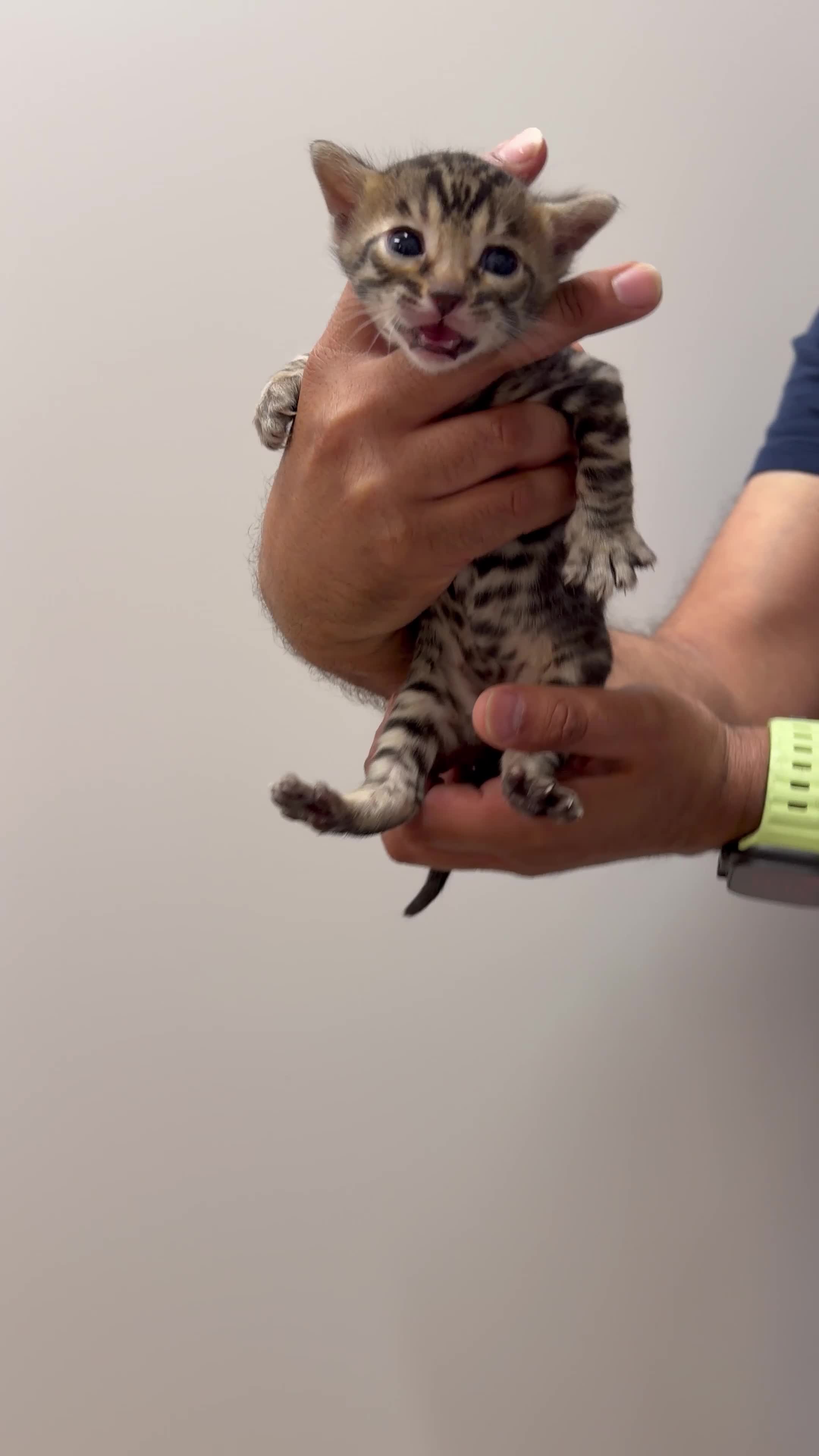 Bengal cats for sale: 3 Bengals Boys - Coco Chanel 1st Litter  in Blackburn - Video 1