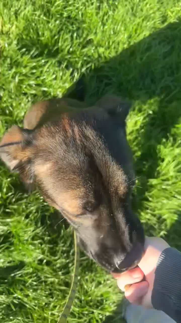 Mixed Breed dogs for sale: Lovely boy needs a forever home  in Dudley - Video 1