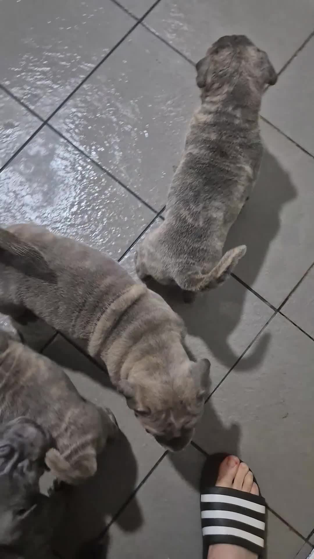 Mixed Breed dogs for sale: Cane corso x shar pei  - Video 1